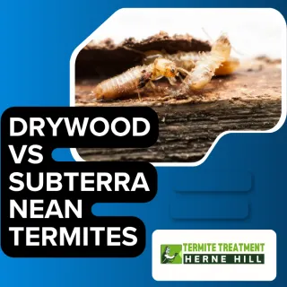 Drywood Termites and Subterranean Termites — What’s the Difference?