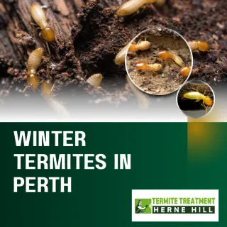 Hidden in the Cold: Why Winter Is a Critical Time for Termite Control in Perth