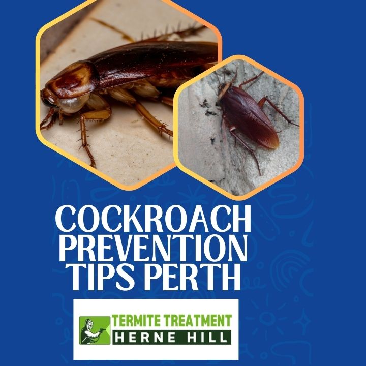 How to Reduce Cockroaches in Your Home in Perth