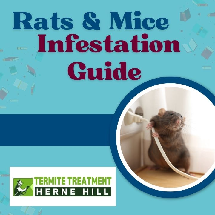 Rats and Mice as Pests in Perth Homes