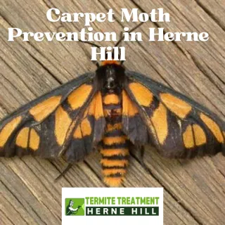 Carpet Moths: Identification, Prevention, and Treatment in Herne Hill