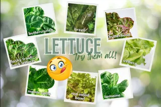 Exploring the Flavors of Gloria's Home-Grown Lettuces