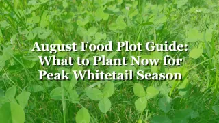 August Food Plot Guide: What to Plant Now for Peak Whitetail Season