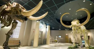 🦖 Journey Through Time at the Arizona Museum of Natural History