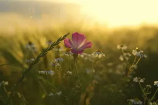 Healing Through Grief: Creating Meaningful Rituals to Honor the Animals We've Lost