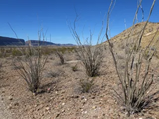 🌵Discover the Wild Beauty of Ocotillo Mesa—Where Texas Nature Gets Wild and Weird (In the Best Way)