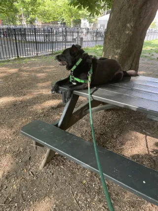 Bringing My Dog Training Into the Modern Age!