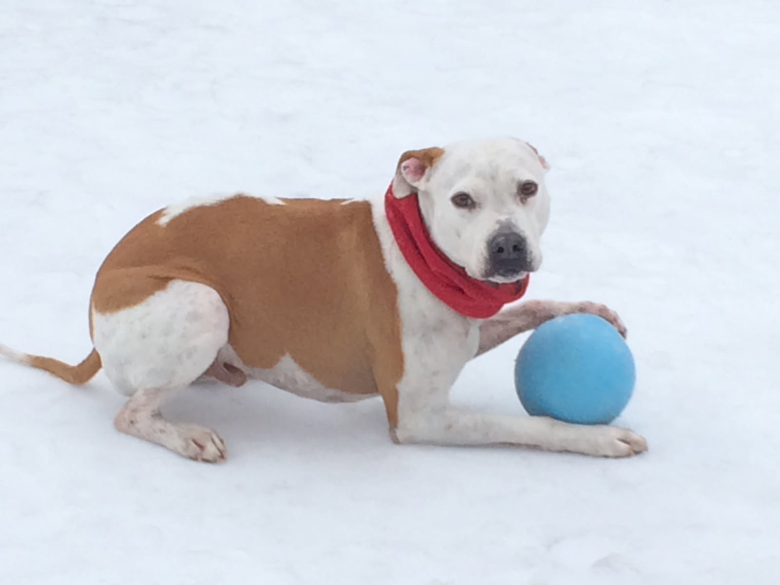 Walking Reactive Dogs in a Winter Wonderland