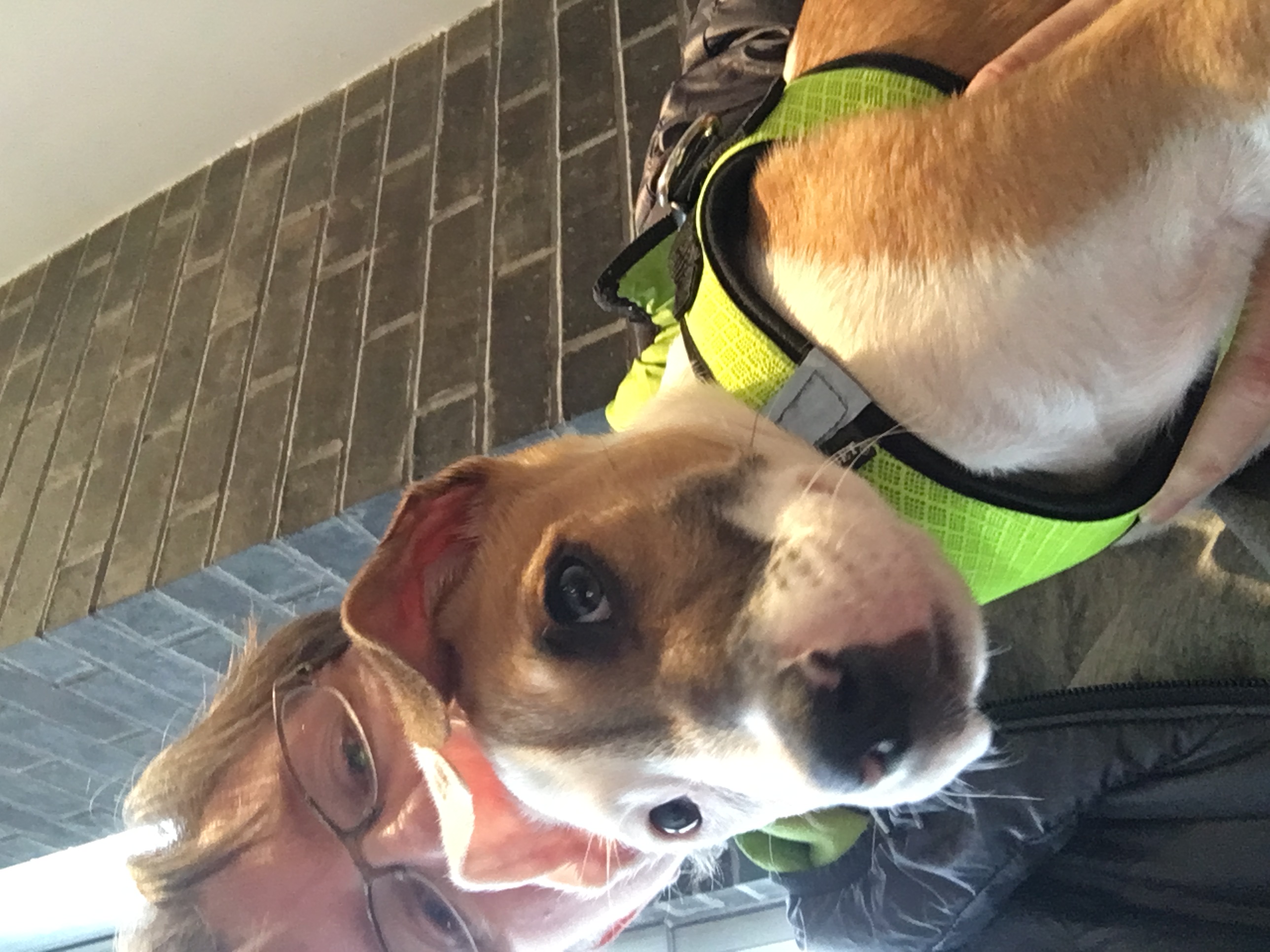 What Happens When Dog Guardians Lose Their Temper?