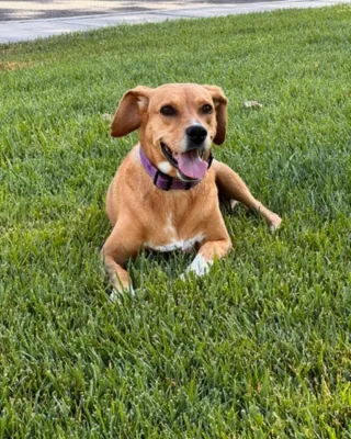 Remembering Ava Bean: Our Gentle Girl Who Loved Quietly and Deeply