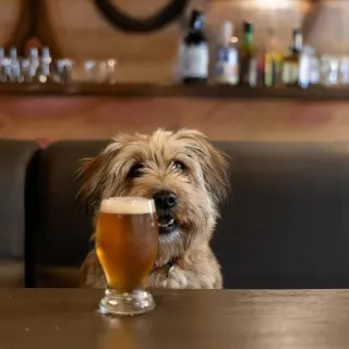 Sip, Sip, Hooray: Pet-Friendly Breweries in Richmond, VA