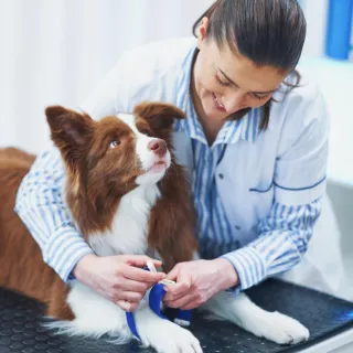 RVA Pet Urgent Care List