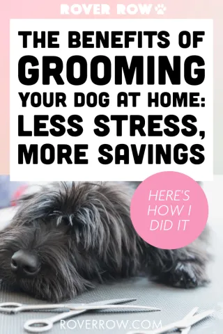 How Grooming My Anxious Dog at Home Saved Me Money and Reduced Stress