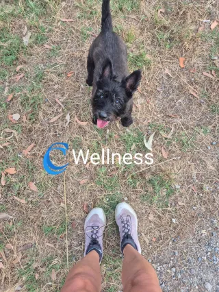Benefits of Animal Therapy