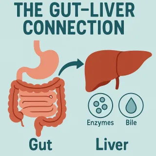 The Gut–Liver Connection