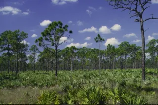 Discover the Wild Side at Florida City Pineland Preserve