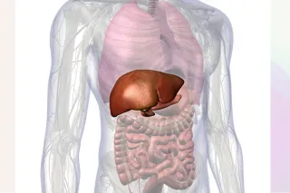 Insights to a Healthy, Happy Liver: An ICU Physician’s Perspective