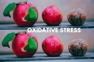 Rusting from Within: How Oxidative Stress Accelerates Aging and What You Can Do About It