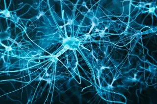 Central Nervous System & the Immune System