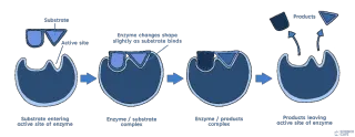 Enzymes