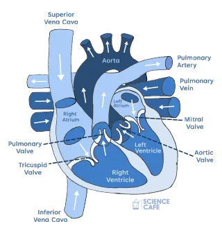 Heart Structure: Understanding Your Amazing Cardiovascular System | World Heart Day 2025