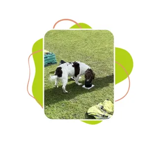 Benefits of scentwork