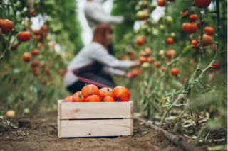 The Law of the Harvest: How Long-Term Effort Pays Off in Real Estate