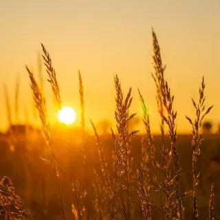 A Harvest of Hope: God's Faithfulness in Every Seaso