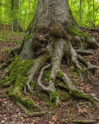 Roots Grow in the Dark: Strength You Don't See Yet