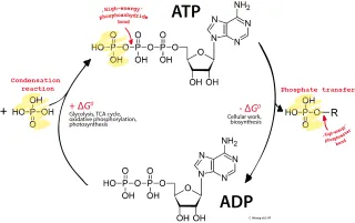 ATP: The Fuel that Powers Our Cells