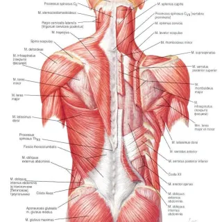 "Don’t Crack Your Spine: Addressing Muscle Spasms."