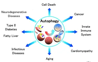 Autophagy And Aging