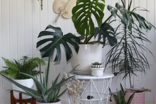 Eye-Catching Ways to Decorate with Plants