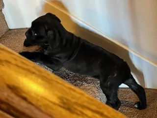 A Look at the Quirky Personality of Cane Corso Puppies