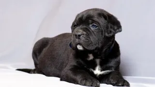 How to Know if a Cane Corso Puppy is Right for You