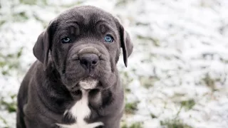 Exercising Your Cane Corso Puppy to Keep Them Healthy