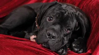 Choosing the Right Vet for Cane Corso Puppies