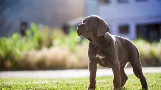 Everything You Should Know About Cane Corso Puppies