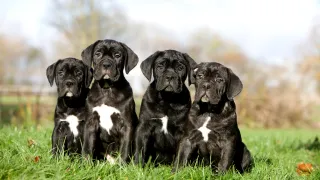 Caring for Cane Corso Puppies: Essential Tips