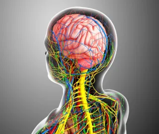 What the Glymphatic System Has to Do With Brain Clarity
