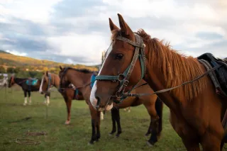 AHC Releases Equine Microchip "Look-up" Website