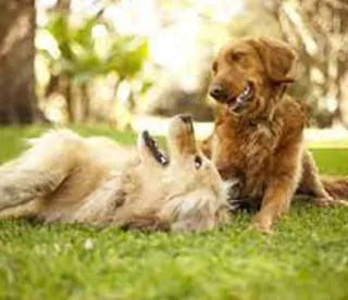 The Zoomies: Decoding Your Dog’s Spirited Sprints