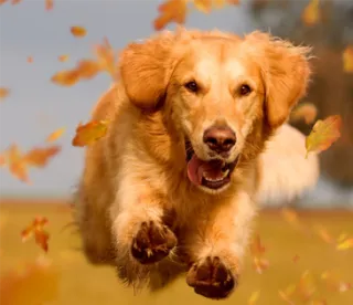 Puppy Socialization: Building Confidence and Resilience: