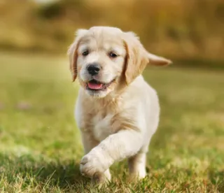 The Importance of Management and Prevention in Behavior Modification: