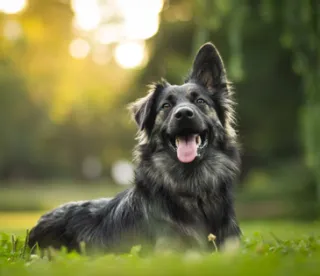 Understanding Dog Aggression: