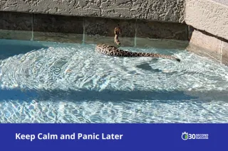 Keep Calm and Panic Later: Leadership Lessons from a Venomous Visitor