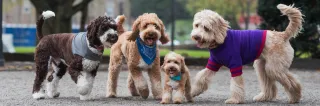 What I Learned from a Lifetime of Loving Dogs