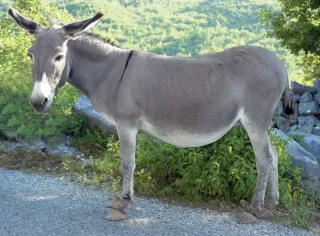 I Wanted The House With The Donkey