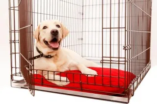 TWO STEPS TO CRATE MANNERS – DUTCHESS COUNTY DOG TRAINER