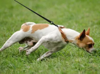 TIP OF THE DAY – PUT ON THE LEASH WITHOUT A FIGHT WITH POUGHKEEPSIE DOG TRAINER